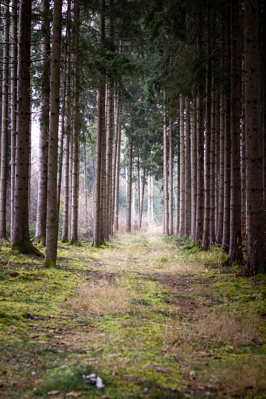 Tree Plantation