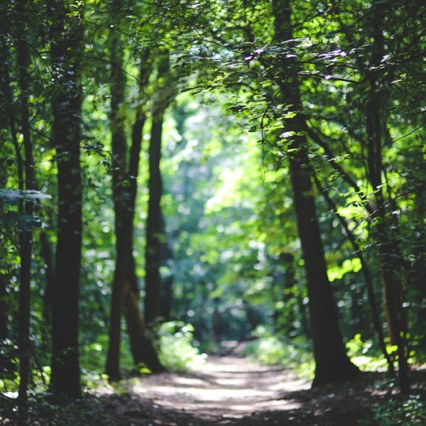 nature-forest-trees-path-6037 nature-forest-trees-path-6037.jpg